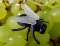 Giant alien flies